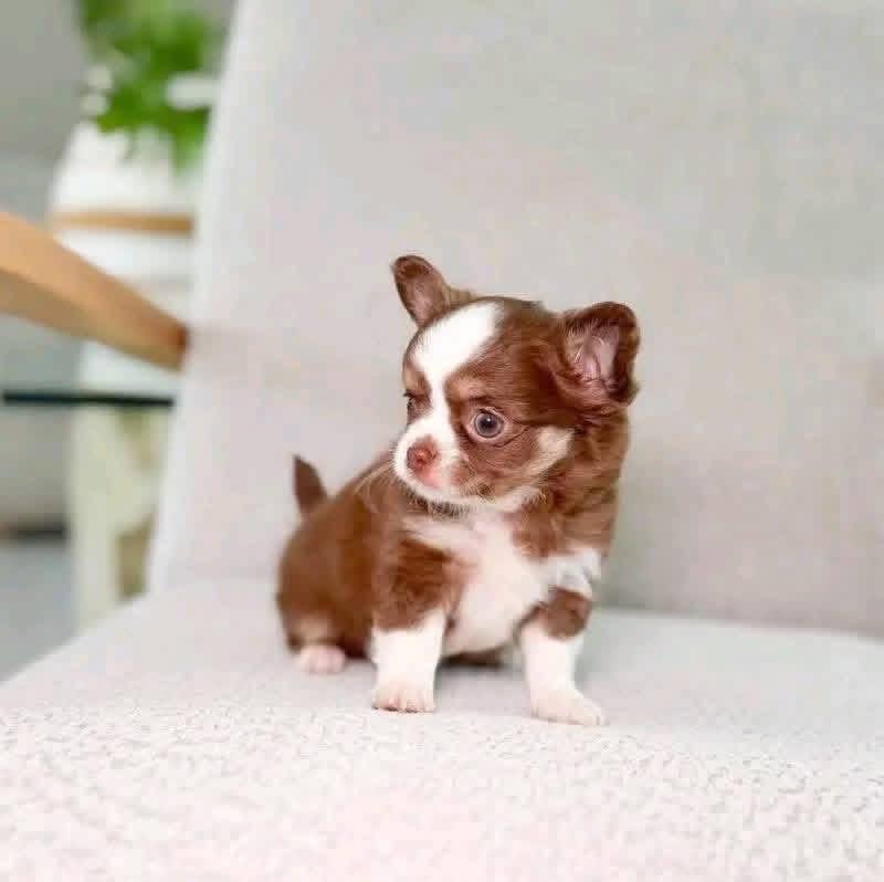 Chihuahua puppy named Brownie
