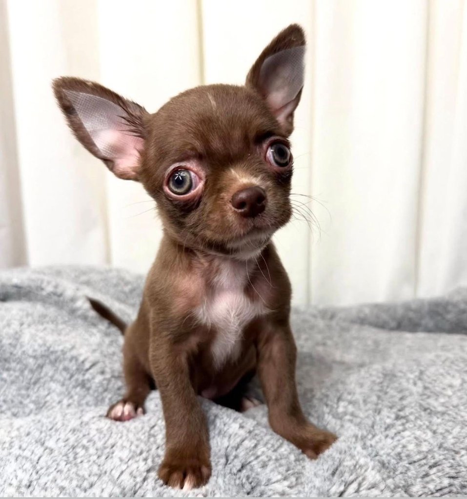 Chihuahua puppy named Truffle