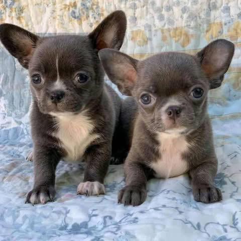 Chihuahua puppy named Misty & Storm