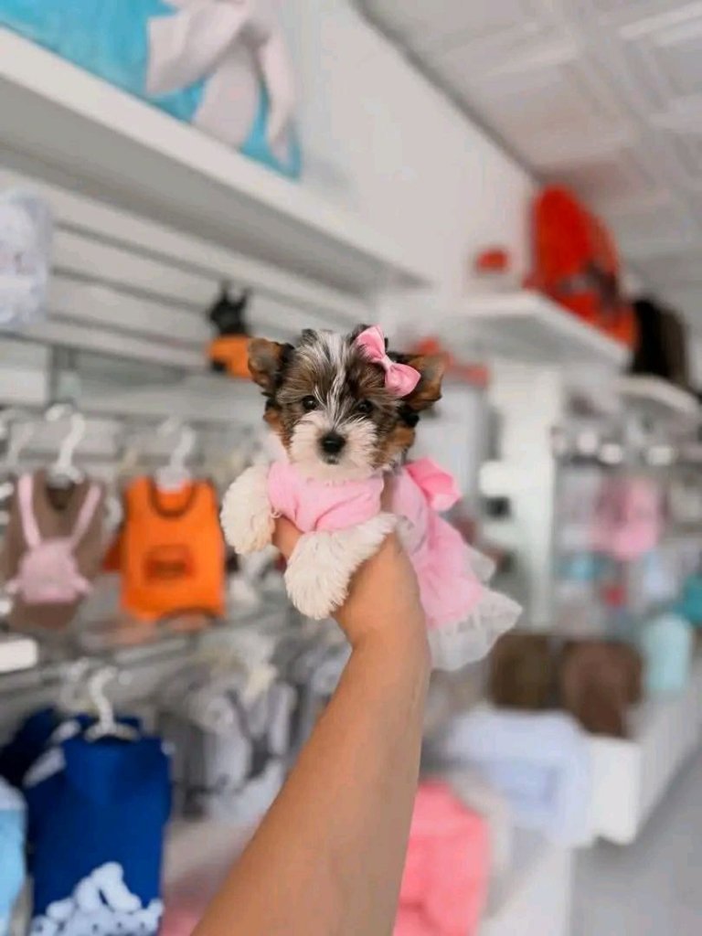 Yorkshire Terrier puppy named Posy
