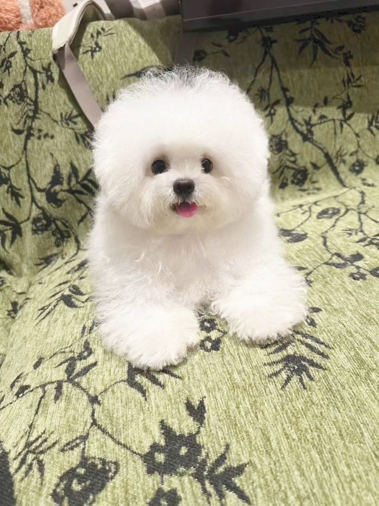 Bichon Frisé puppy named Cotton