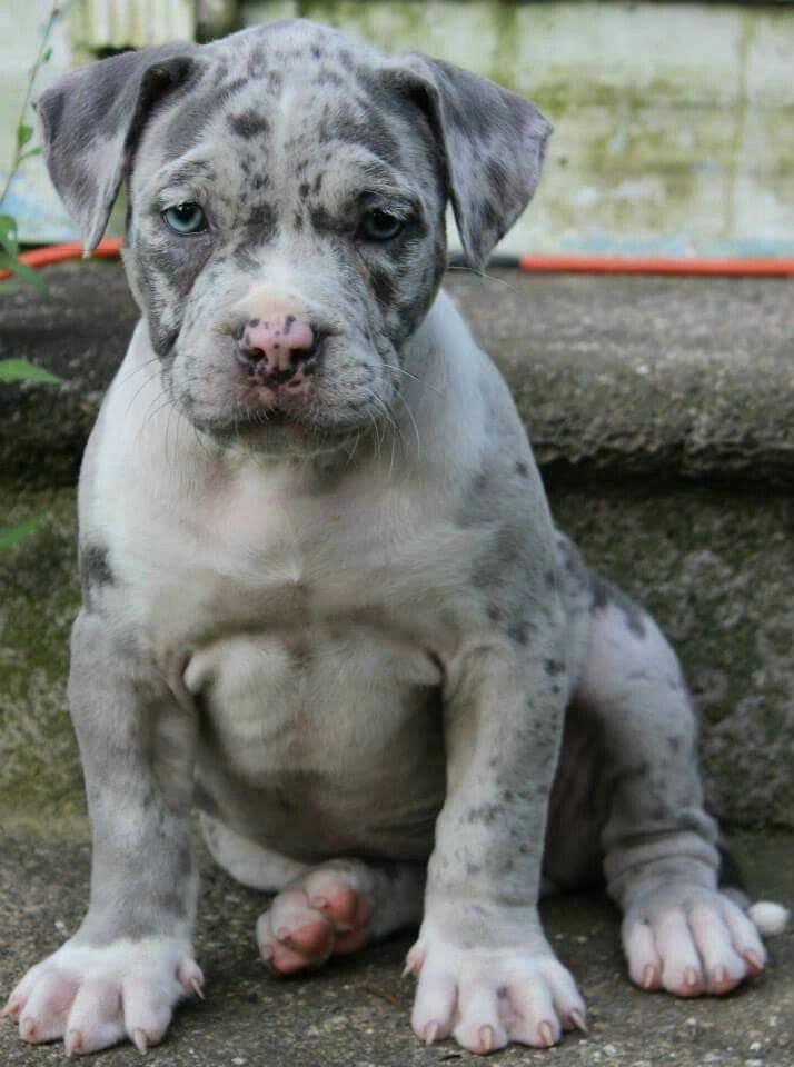 American Bully puppy named Cash