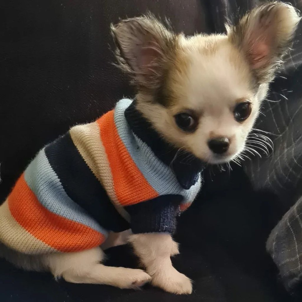 Chihuahua puppy named Pippin