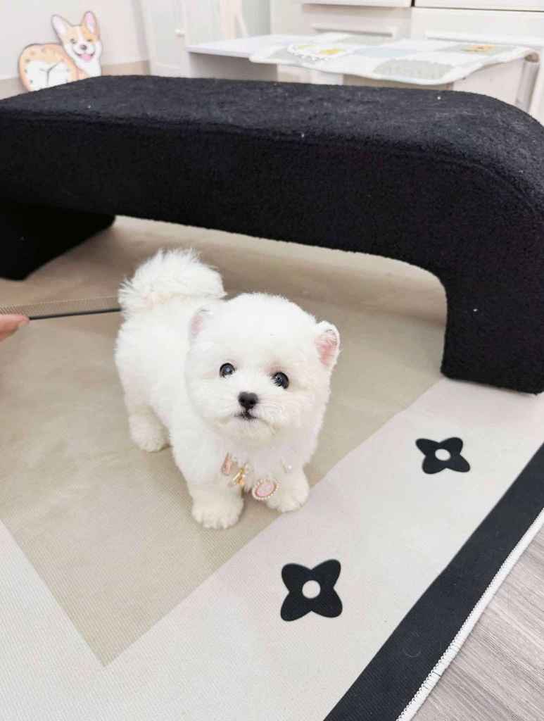 Bichon Frisé puppy named Pearl