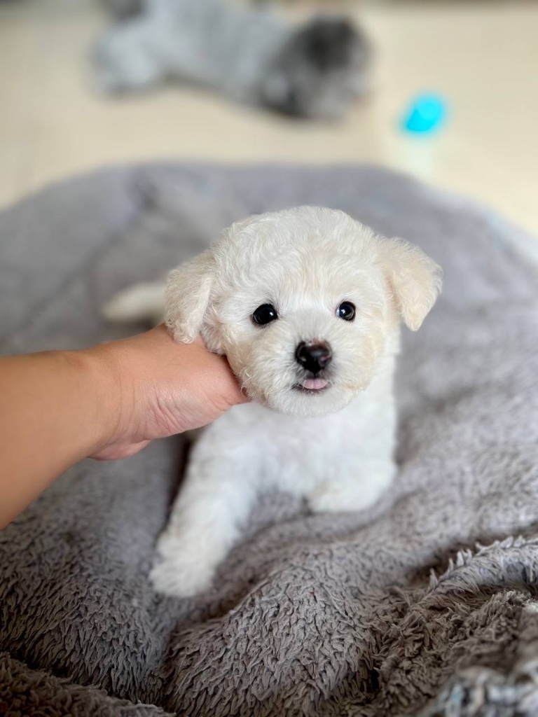 Bichon Frisé puppy named Biscuit