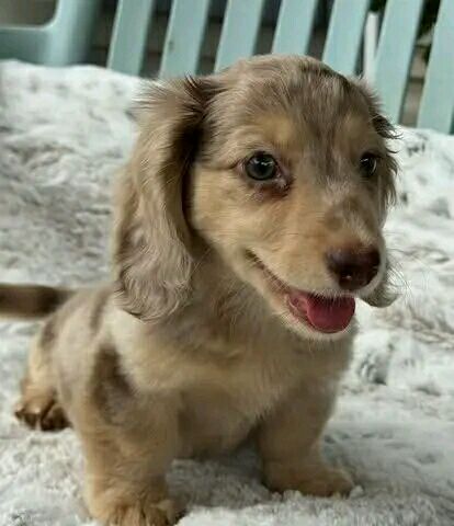 Dachshund puppy named Lanisse