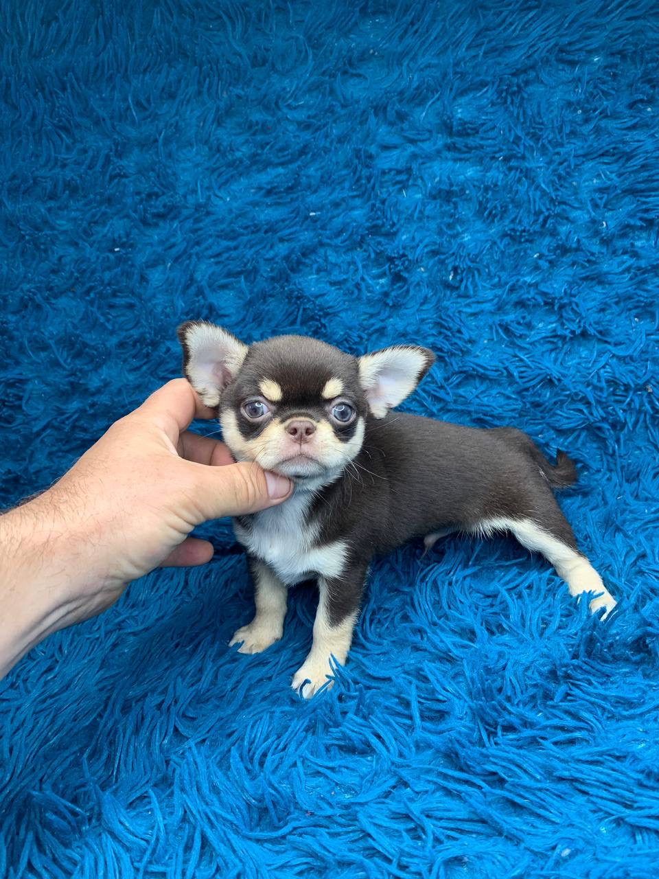 Chihuahua puppy named Nacho