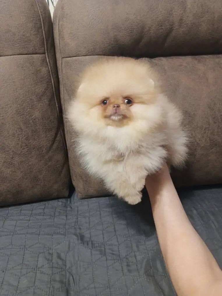 Pomeranian puppy named Honey