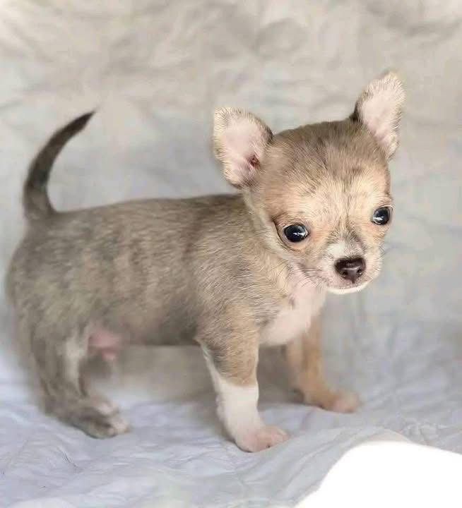 Chihuahua puppy named Fawn
