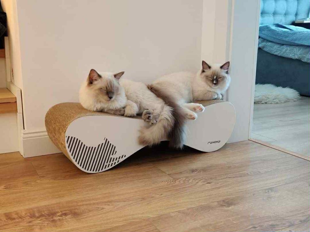 Ragdoll kitten named Misty