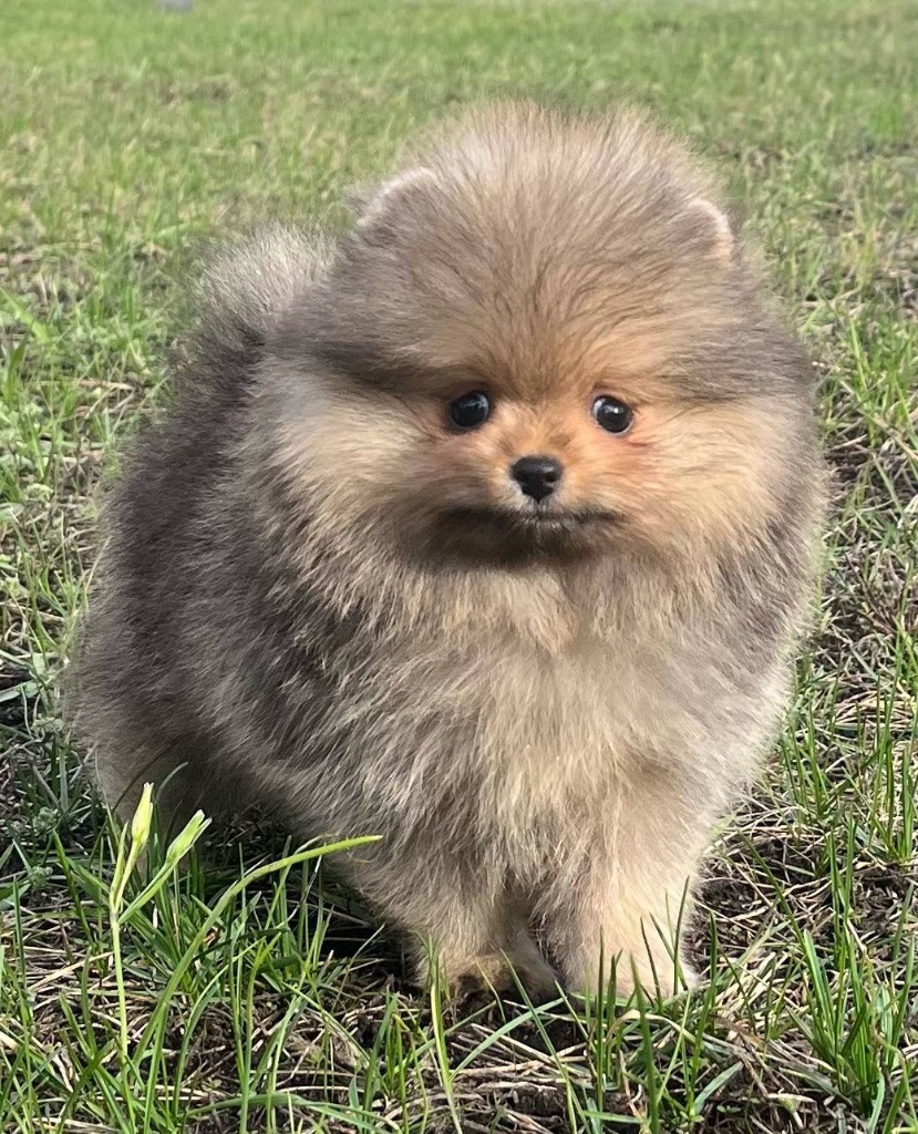 Pomeranian puppy named Ember