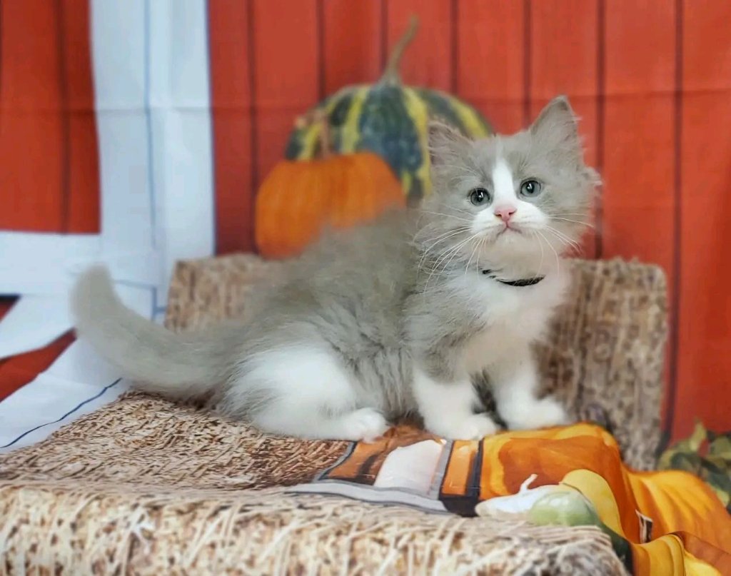 Ragdoll kitten named Willow