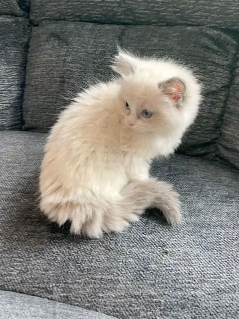 Ragdoll kitten named Aria