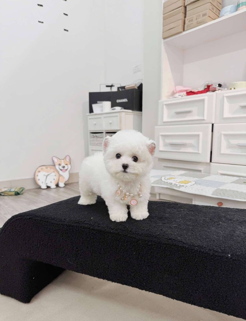 Bichon Frisé puppy named Chanel