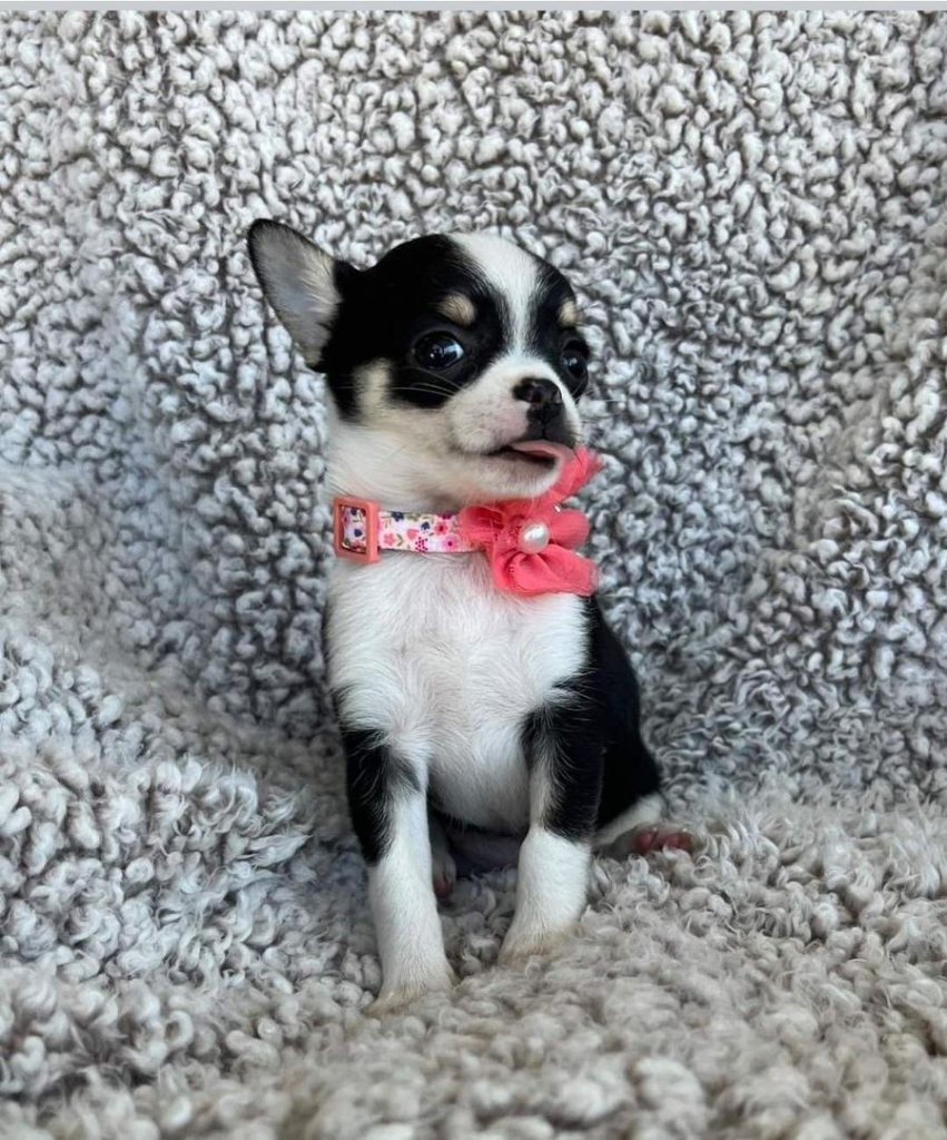 Chihuahua puppy named Bella