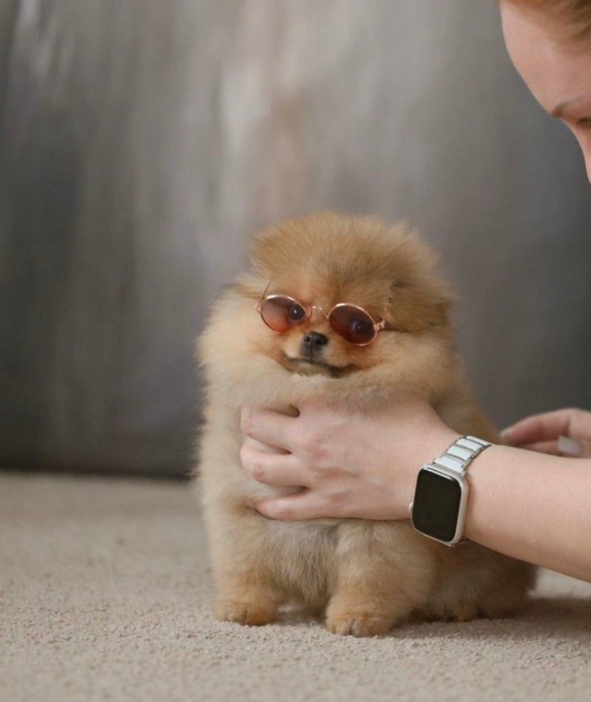 Pomeranian puppy named Sunny