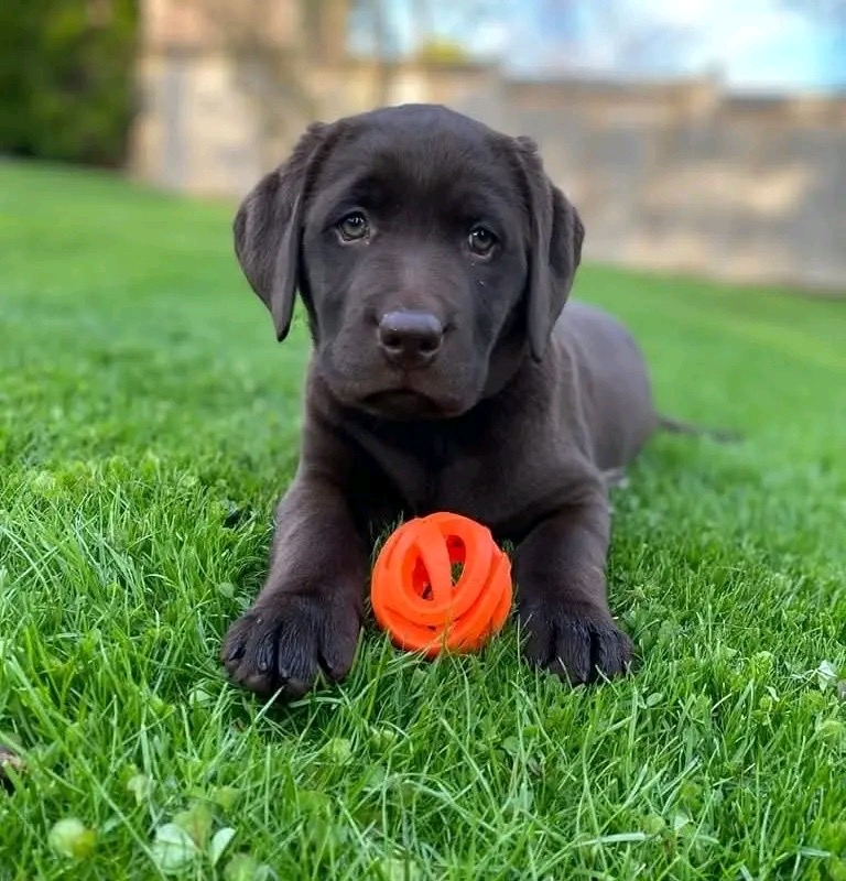 Chocolate Labrador puppy named Cocoa