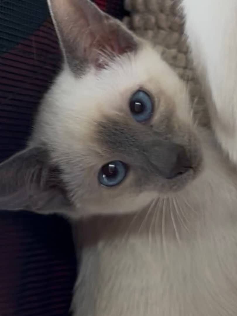 Siamese kitten named Coco