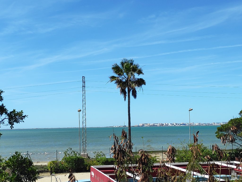 Bahía de Cádiz y palmeras