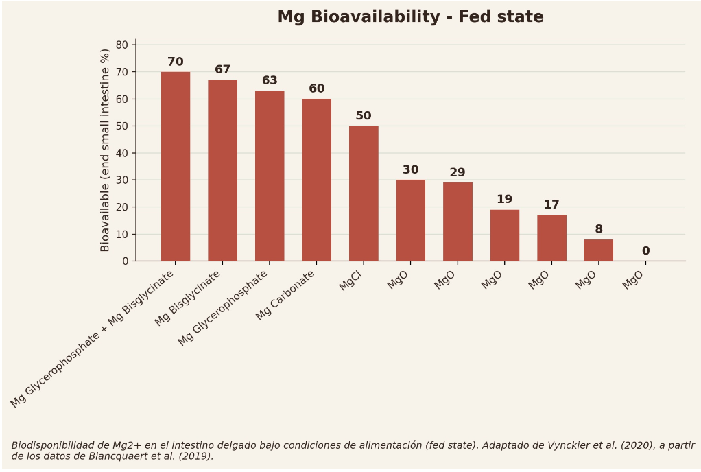 Gráfica de biodisponibilidad de Mg²⁺ en intestino delgado bajo estado alimentado (fed state). Adaptado de Vynckier et al. (2020), a partir de Blancquaert et al. (2019).