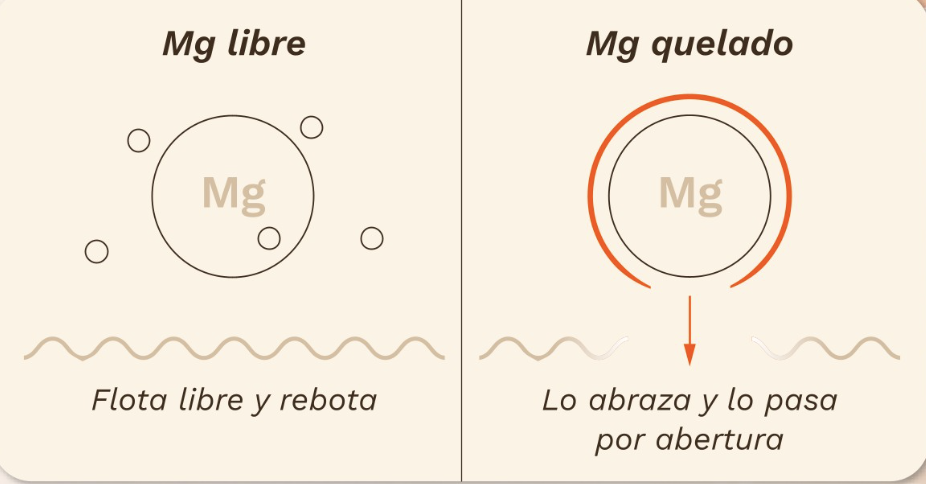 Comparación visual: magnesio libre vs magnesio quelado atravesando la barrera intestinal