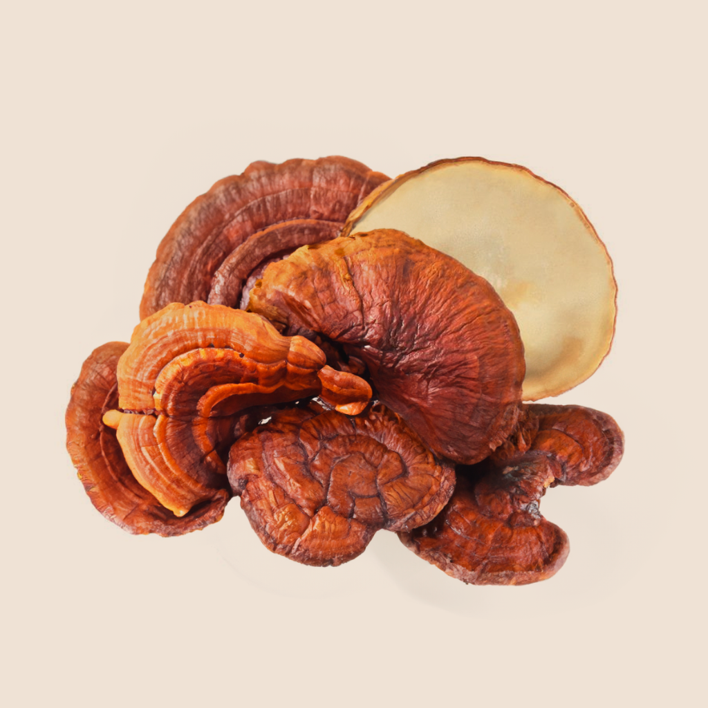 Reishi en polvo