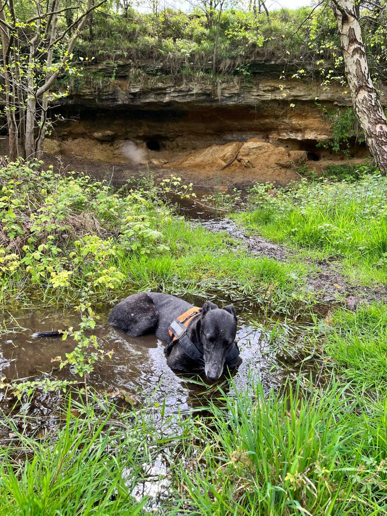 RF Canine dogs
