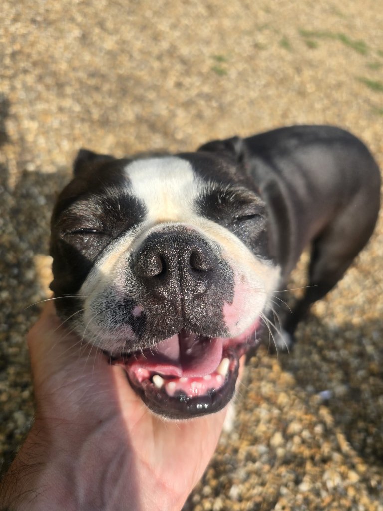 RF Canine client 36
