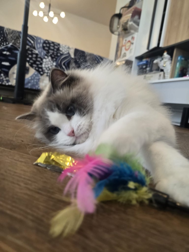 Cat sitting client in East London — home visit cat care by RF Canine