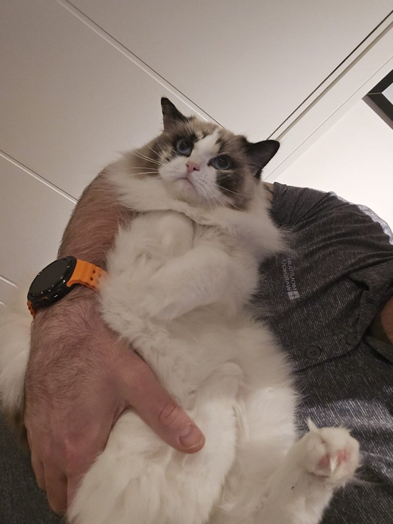 Cat sitting client in East London — home visit cat care by RF Canine