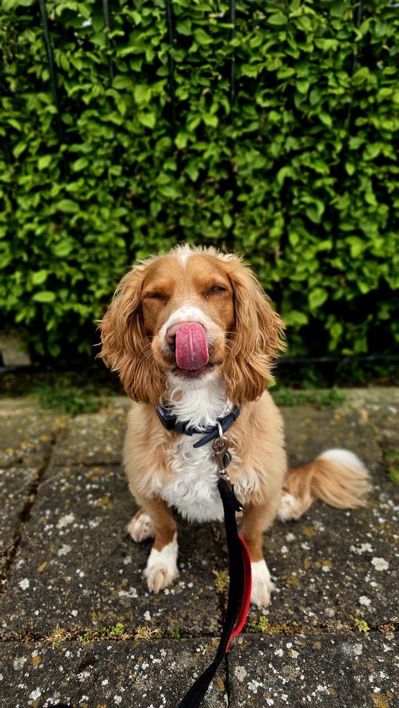 RF Canine client 16