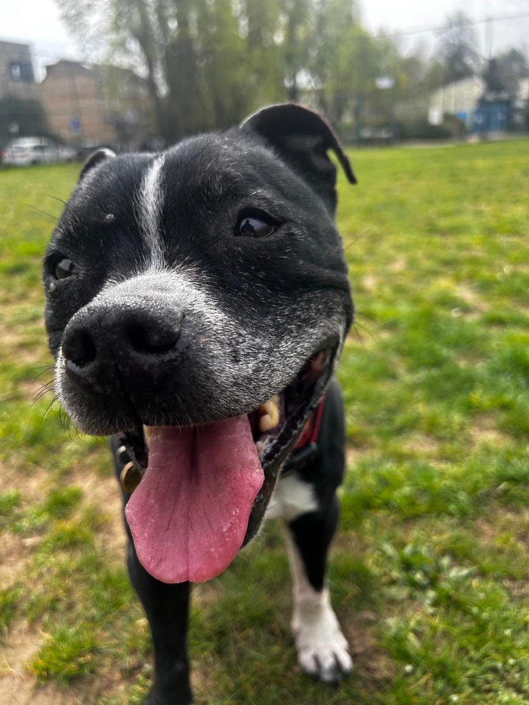 RF Canine client 39