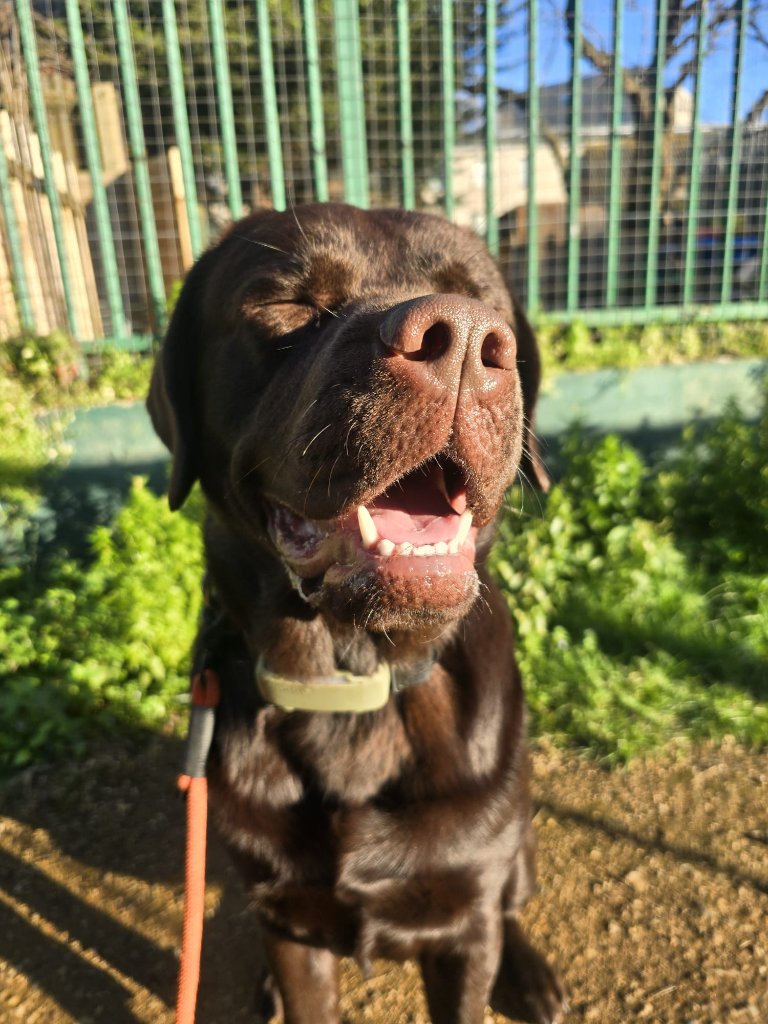 RF Canine client 32