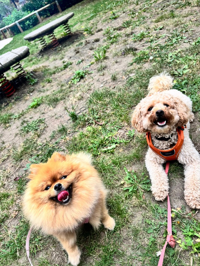 RF Canine client 5