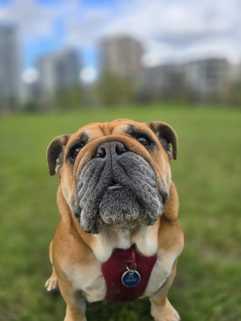 RF Canine client 41