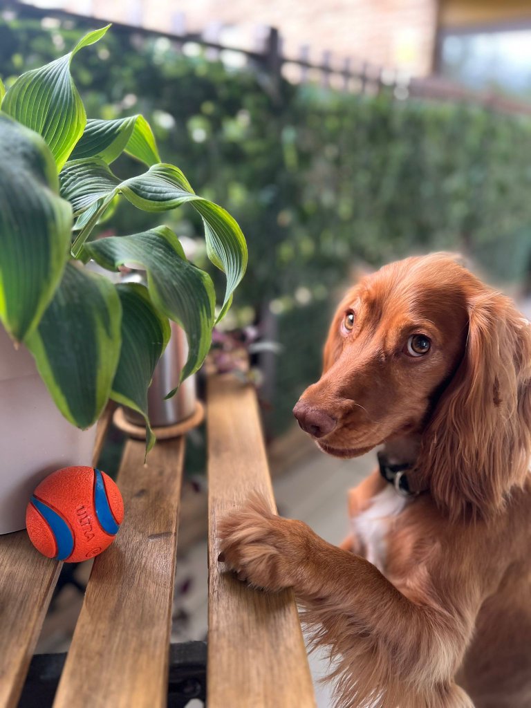 RF Canine client 18