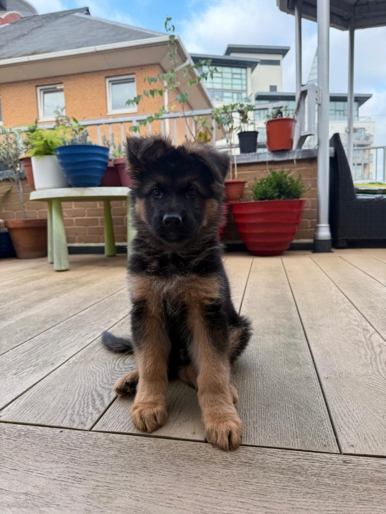 Professional dog training session with RF Canine in East London — positive reinforcement methods