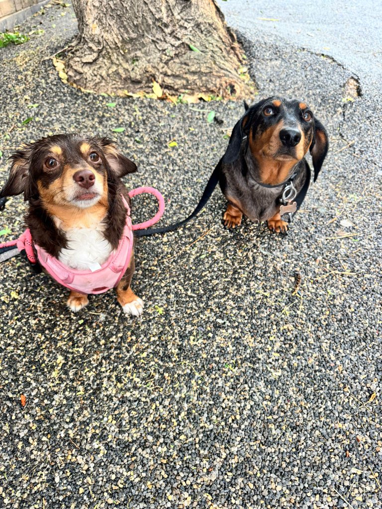RF Canine pack walk