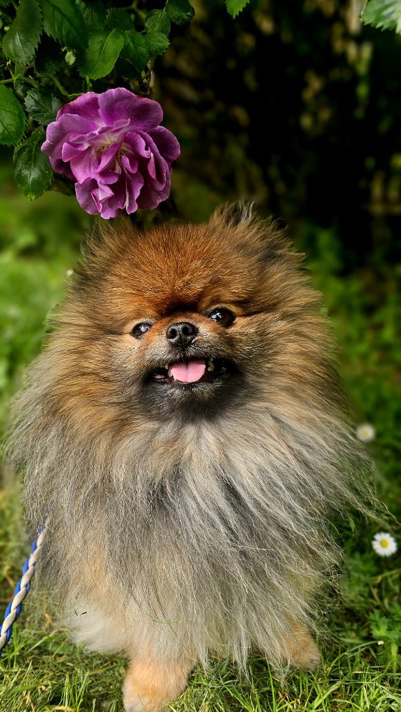 RF Canine client 27