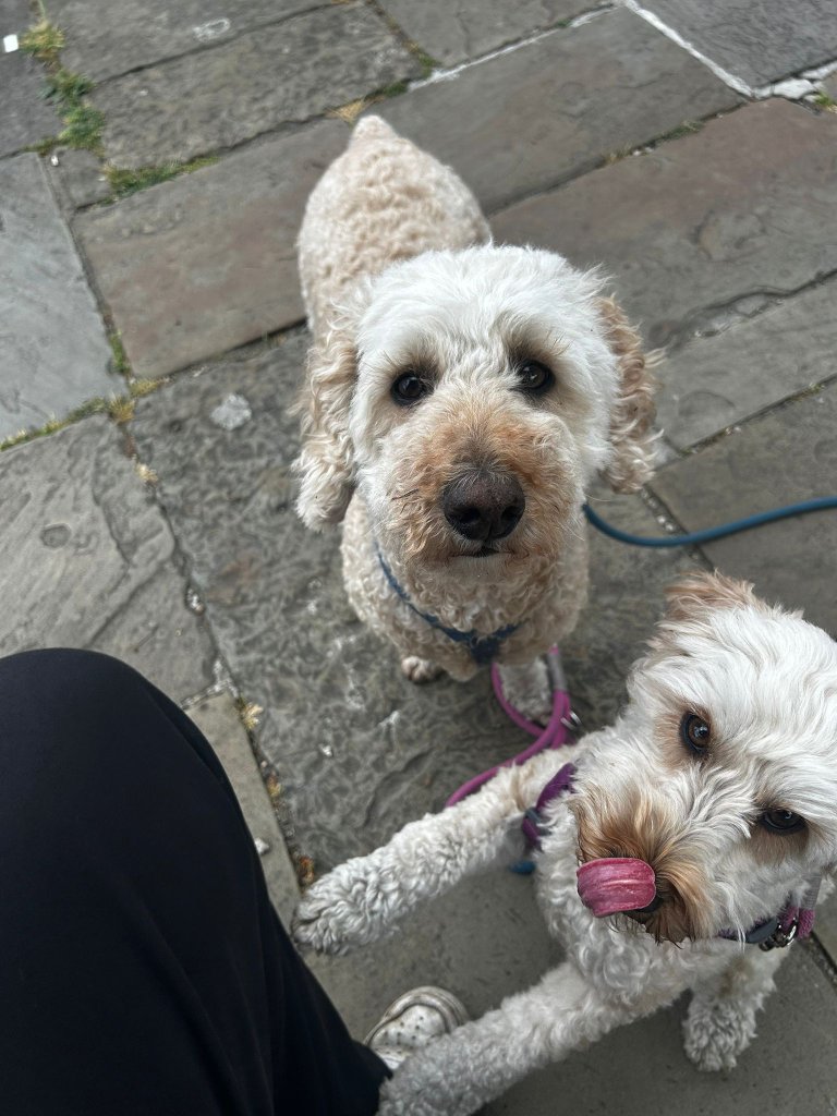 RF Canine client 20