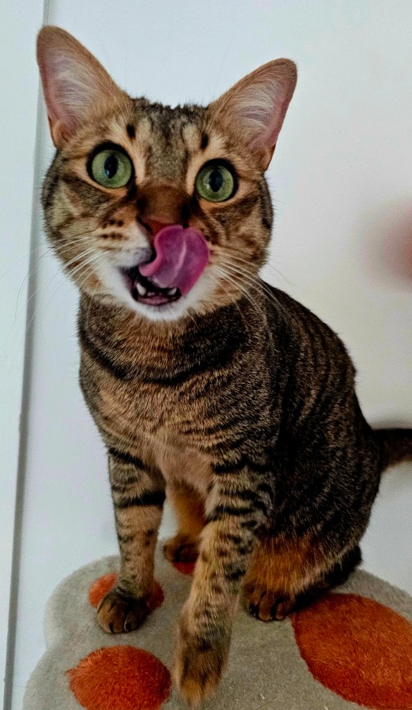 Cat Sitting
