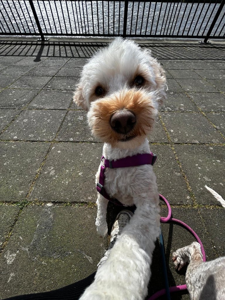 RF Canine client 31
