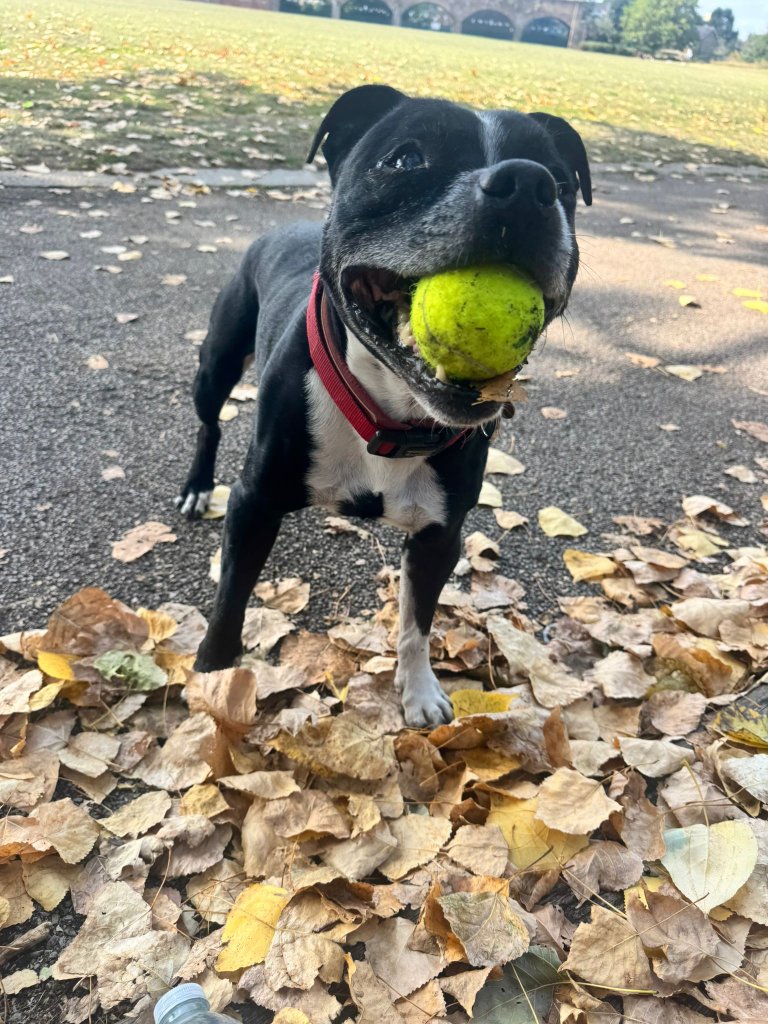 RF Canine client 13