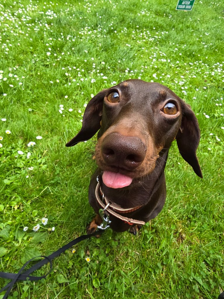 RF Canine client 12