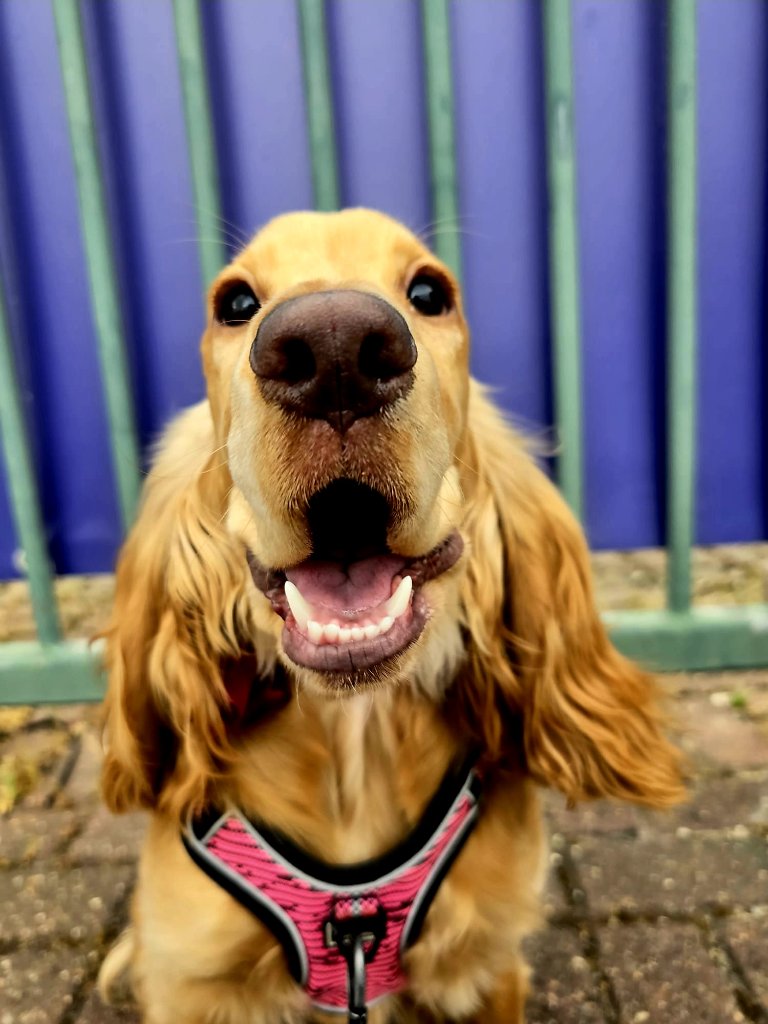 Professional dog training session with RF Canine in East London — positive reinforcement methods