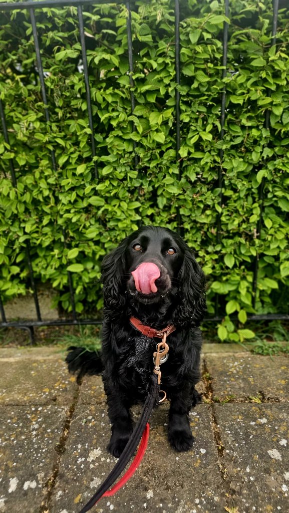 RF Canine client 19