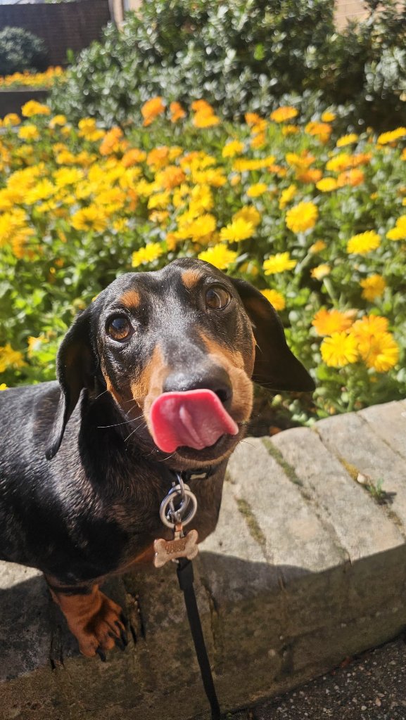 RF Canine client 26