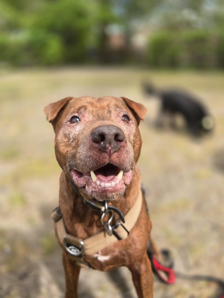 RF Canine client 17
