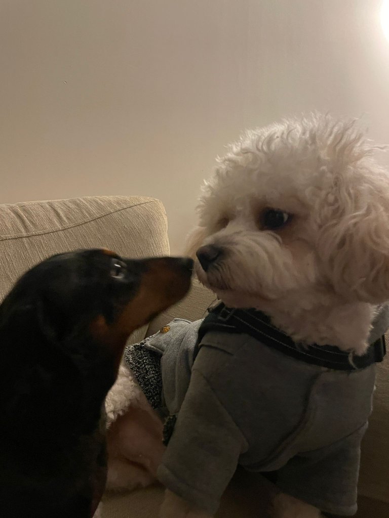 RF Canine client 40