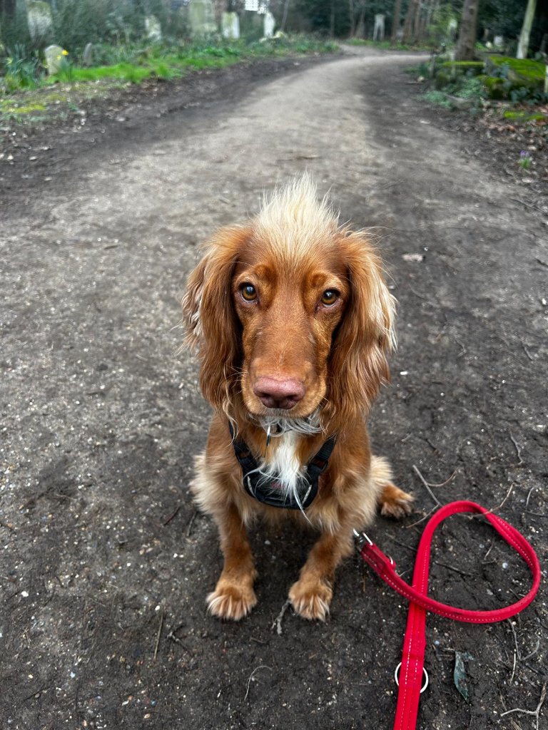 RF Canine client 37